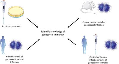 Immune responses to Neisseria gonorrhoeae and implications for vaccine development